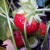 Strawberry - Florence