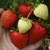 Strawberry - Sweetheart