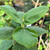 Viburnum lantana