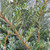 Taxus baccata - Common Yew