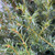 Taxus baccata - Common Yew