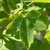 Acer campestre