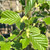 Alnus glutinosa