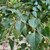 Betula pendula