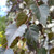 Betula pendula 'Purpurea'