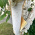 Betula utilis jaquemontii 'Silver Shadow'