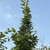 Carpinus betulus 'Fastigiata'