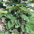 Carpinus betulus 'Fastigiata'