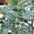 Crataegus schraderiana