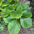 Fagus sylvatica 'Zlatia'