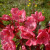 Malus x moerlandsii 'Liset'