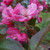 Malus 'Red Glow'