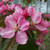 Malus 'Red Glow'