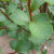 Populus simonii 'Obtusata'