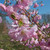 Prunus 'Accolade'
