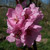 Prunus x amygdalopersica 'Spring Glow'