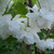 Prunus avium 'Plena'