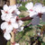 Prunus cerasifera 'Pissardii'
