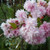 Prunus 'Kiku-shidare-zakura'