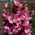 Prunus 'Kursar'