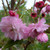Prunus 'Pink Perfection'