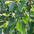 Pyrus calleryana 'Chanticleer'