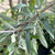Pyrus salicifolia 'Pendula'