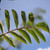 Sorbus 'Apricot Queen'