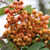 Sorbus 'Apricot Queen'