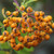 Sorbus aucuparia 'Fructo Luteo'
