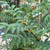 Sorbus commixta 'Embley'