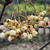 Sorbus forrestii