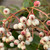 Sorbus hupehensis
