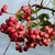 Sorbus hupehensis 'Pink Pagoda'
