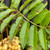 Sorbus 'Joseph Rock'