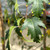 Betula pendula 'Laciniata'