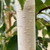Betula utilis jaquemontii