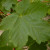 Acer pseudoplatanus