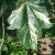 Acer pseudoplatanus 'Leopoldii'