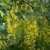 Laburnum alpinum