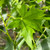 Liquidamber styraciflua 'Worplesden'