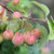 Malus 'Evereste'