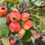 Malus 'Evereste'