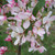 Malus floribunda