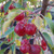 Malus hupehensis