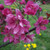 Malus x purpurea 'Aldenhamensis'