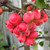 Malus x robusta 'Red Sentinel'