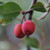 Malus 'Rudolph'