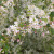 Malus toringo sargentii
