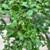 Nothofagus antartica